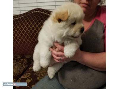 Zdjęcia przypisane do ogłoszeniaSzczenięta Chow Chow  w kategorii Zwierzęta