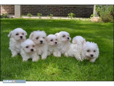 Zdjęcia przypisane do ogłoszeniaTutaj urodziły się szczenięta Maltańczyki, piękne  w kategorii Zwierzęta