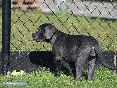 Zdjęcia przypisane do ogłoszeniaSzczenięta Cane Corso w kolorze niebieskim  w kategorii Zwierzęta
