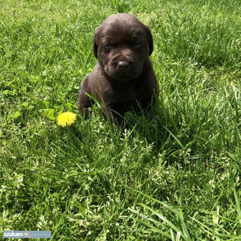 Numer WhatsApp: +32 460 224 753Mamy psy i suczki tej rasy gotowe do zamieszka...