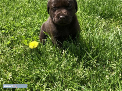 Zdjęcia przypisane do ogłoszeniaZarejestrowane szczenięta labradora w Kc  w kategorii Zwierzęta