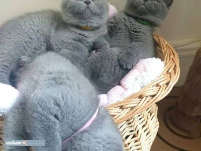 Zdjęcia przypisane do ogłoszeniaIrys i brytyjski krótkowłosy  w kategorii Zwierzęta