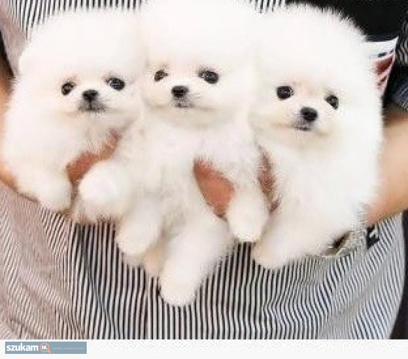 Numer WhatsApp: +32 460224753Mamy psy i suczki tej rasy gotowe do zamieszkani...