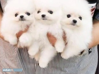 Zdjęcia przypisane do ogłoszeniaRasowe szczenięta pomorskie  w kategorii Zwierzęta