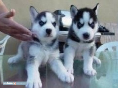 Zdjęcia przypisane do ogłoszeniaSzczenięta husky syberyjskiego  w kategorii Zwierzęta