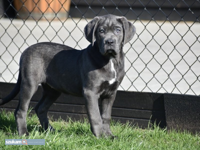 Zdjęcia przypisane do ogłoszeniaSzczenięta Cane Corso w kolorze niebieskim  w kategorii Zwierzęta