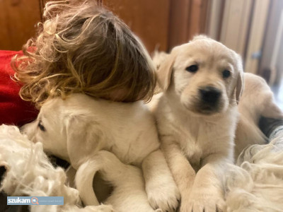 Zdjęcia przypisane do ogłoszeniaSzczenięta Golden Retriever  w kategorii Zwierzęta