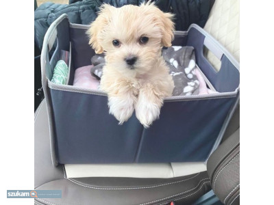 Zdjęcia przypisane do ogłoszeniaSłodkie szczenięta Maltipoo hodowane w domu  w kategorii Zwierzęta