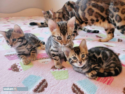 Zdjęcia przypisane do ogłoszeniaKocięta bengalskie  w kategorii Zwierzęta