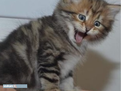 Zdjęcia przypisane do ogłoszeniaKocięta Mainecoon  w kategorii Zwierzęta