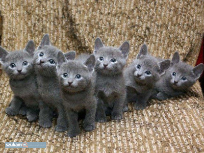 Zdjęcia przypisane do ogłoszeniaKocięta rosyjskie niebieskie  w kategorii Zwierzęta