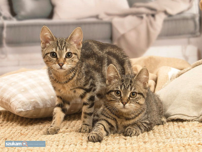 Zdjęcia przypisane do ogłoszeniaKocięta europejskie krótkowłose  w kategorii Zwierzęta