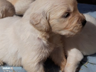 Zdjęcia przypisane do ogłoszeniaGolden Retriever pups  w kategorii Zwierzęta