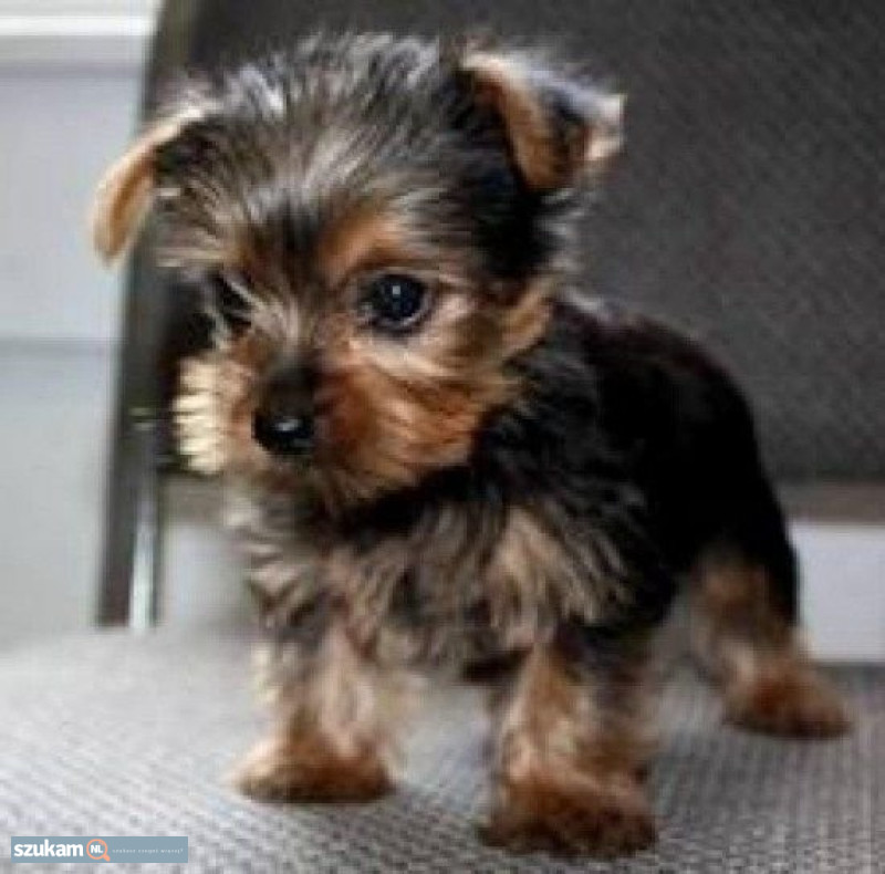Zdjęcia przypisane do ogłoszeniaDobre szczenięta Yorkshire terrier  w kategorii Zwierzęta