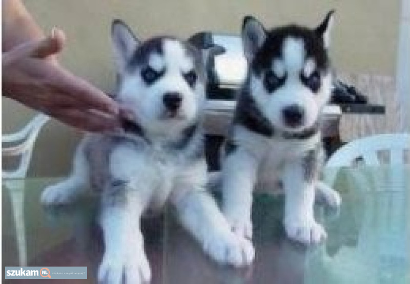 Numer WhatsApp: +32 460224753Mamy psy i suczki tej rasy gotowe do zamieszkani...