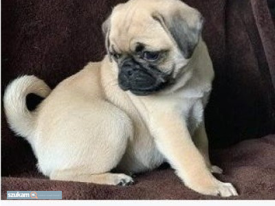 Zdjęcia przypisane do ogłoszeniaŚliczne 12-tygodniowe szczenięta mopsa  w kategorii Zwierzęta