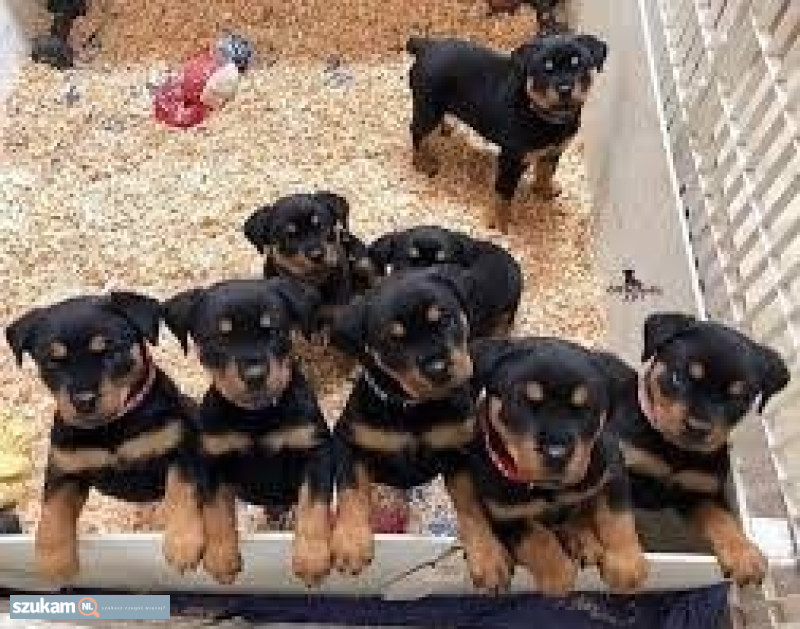 Szczeniaki rottweilera z rodowodem