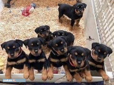 Zdjęcia przypisane do ogłoszeniaSzczeniaki rottweilera z rodowodem  w kategorii Zwierzęta