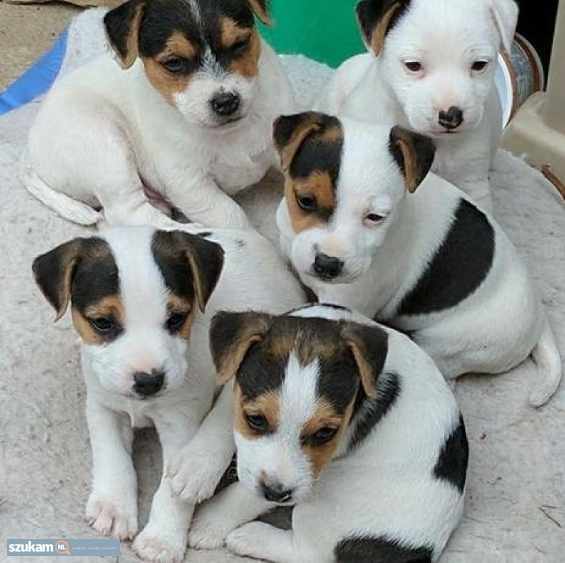Szczeniaki Jack Russell