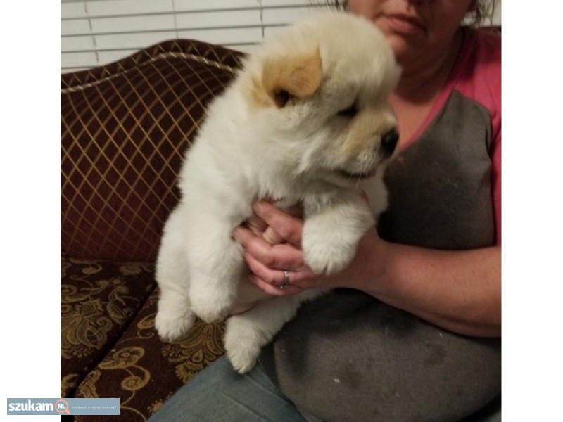 Zdjęcia przypisane do ogłoszeniaSzczeniaki chow chow  w kategorii Zwierzęta