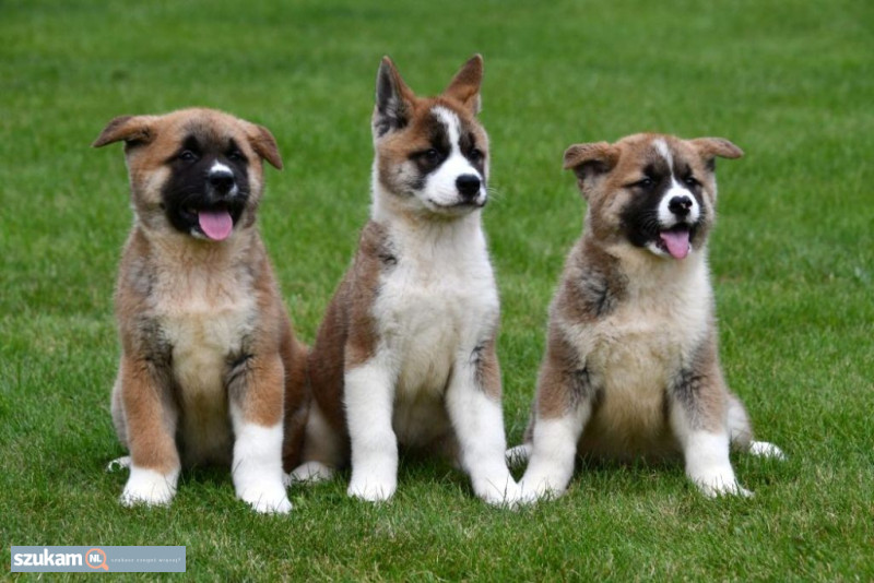 Szczeniaki akita inu