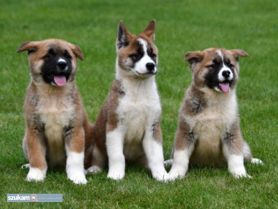 Zdjęcia przypisane do ogłoszeniaSzczeniaki akita inu  w kategorii Zwierzęta