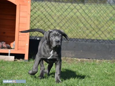 Zdjęcia przypisane do ogłoszeniaSzczeniaki cane corso w kolorze niebieskim  w kategorii Zwierzęta