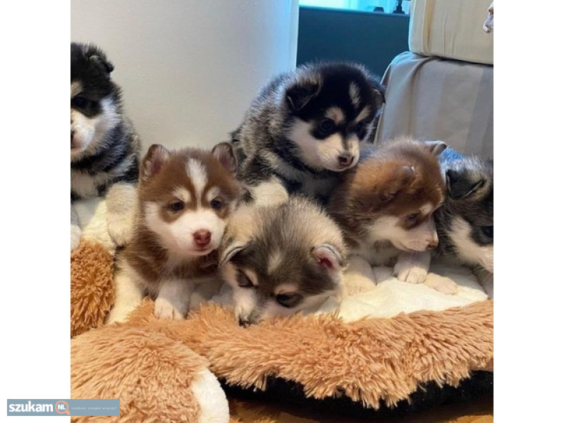 Najsłodszy szczeniak Pomsky