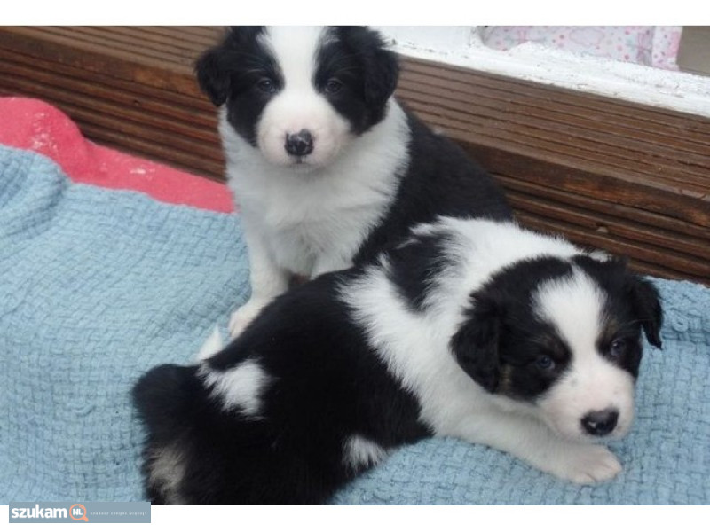Piękny Border Collie