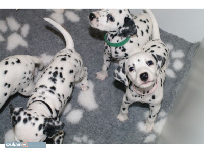 Zdjęcia przypisane do ogłoszeniaSzczenięta dalmatyńczyka  w kategorii Zwierzęta