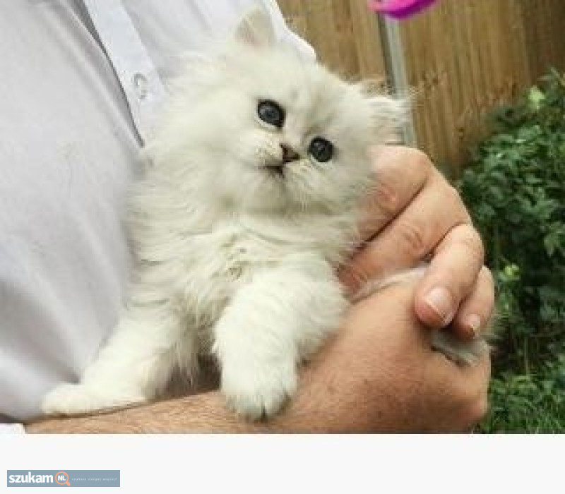 Ogłoszenie 12-tygodniowe kocięta perskie na sprzedaż w kategorii Zwierzęta w lokalizacji Noord-Brabant
