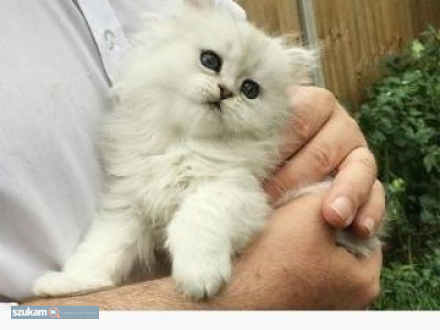Zdjęcia przypisane do ogłoszenia12-tygodniowe kocięta perskie na sprzedaż  w kategorii Zwierzęta