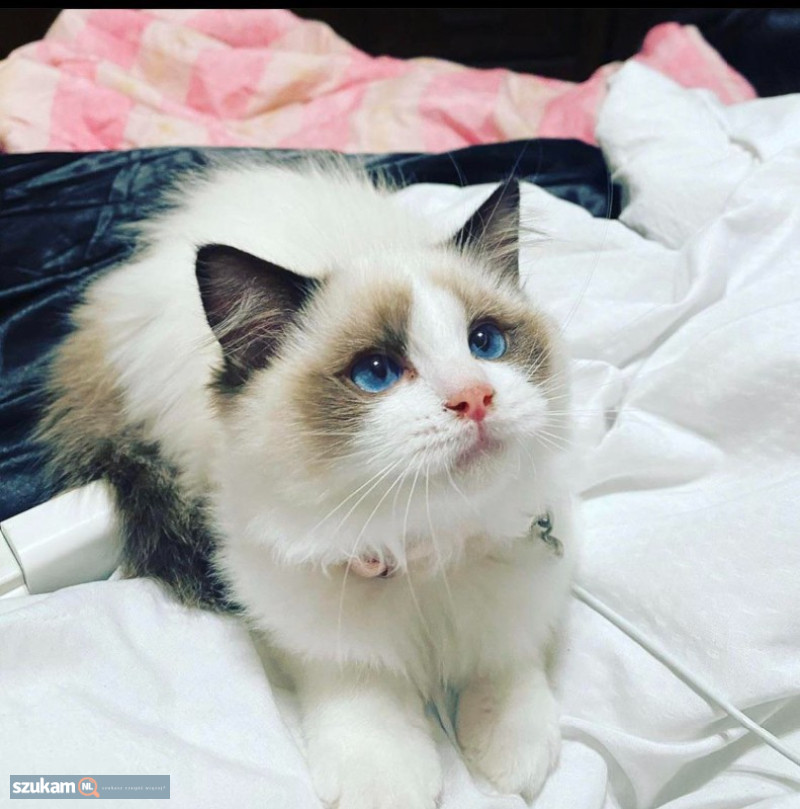 Piękny kociak rasy Ragdoll Ka w kolorze Flash Point już goto