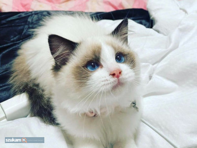 Zdjęcia przypisane do ogłoszeniaPiękny kociak rasy Ragdoll Ka w kolorze Flash Point już goto  w kategorii Zwierzęta