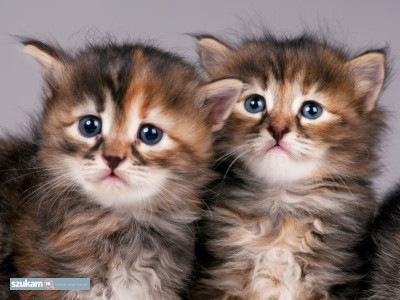 Zdjęcia przypisane do ogłoszeniaKocięta syberyjskie  w kategorii Zwierzęta
