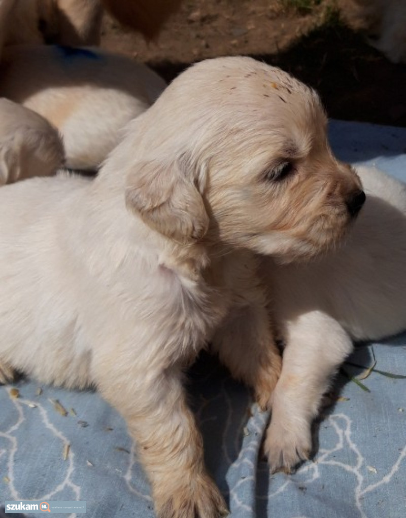 Ogłoszenie Szczenięta Golden Retriever w kategorii Zwierzęta w lokalizacji Noord-Brabant