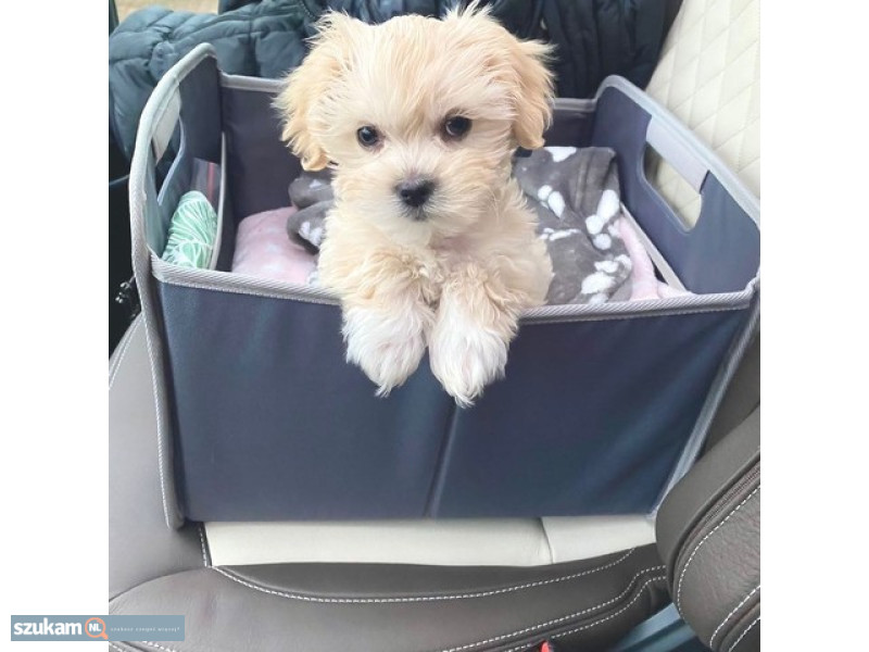 Ogłoszenie Słodkie szczenięta rasy Maltipoo, hodowane w domu w kategorii Zwierzęta w lokalizacji Noord-Brabant