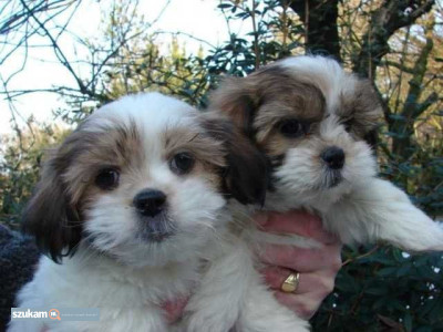 Zdjęcia przypisane do ogłoszeniaPiękne szczenięta Shih Tzu  w kategorii Zwierzęta
