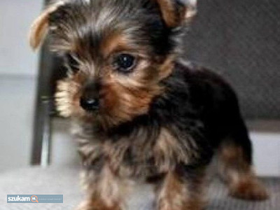 Zdjęcia przypisane do ogłoszeniaDobre szczenięta Yorkshire terrier  w kategorii Zwierzęta