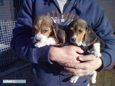 Zdjęcia przypisane do ogłoszeniaSzczeniaki beagle udomowione  w kategorii Zwierzęta