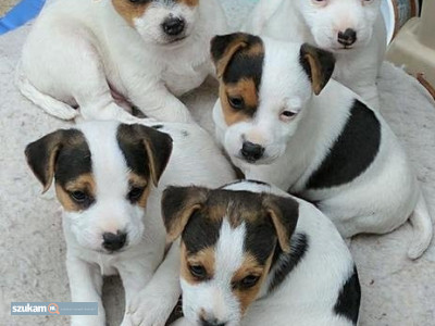 Zdjęcia przypisane do ogłoszeniaSzczenięta Jack Russell  w kategorii Zwierzęta