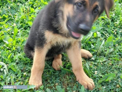 Zdjęcia przypisane do ogłoszeniaSzczeniaki owczarka niemieckiego  w kategorii Zwierzęta