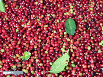 Zdjęcia przypisane do ogłoszeniaTrusted Coffee producer +256790560642 Robusta coffee high...  w kategorii Samochód